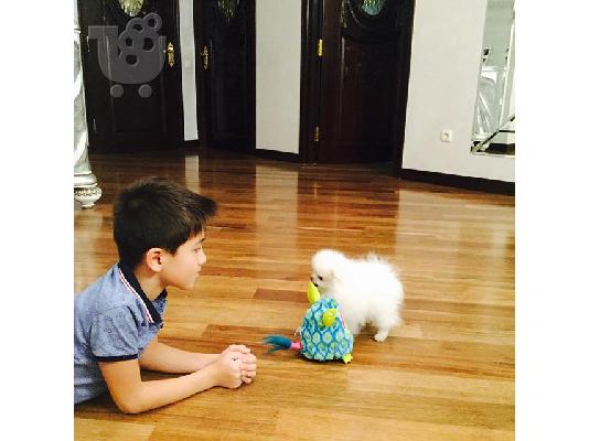 PoulaTo: Υγιή Pomeranian Puppies Για υιοθεσία